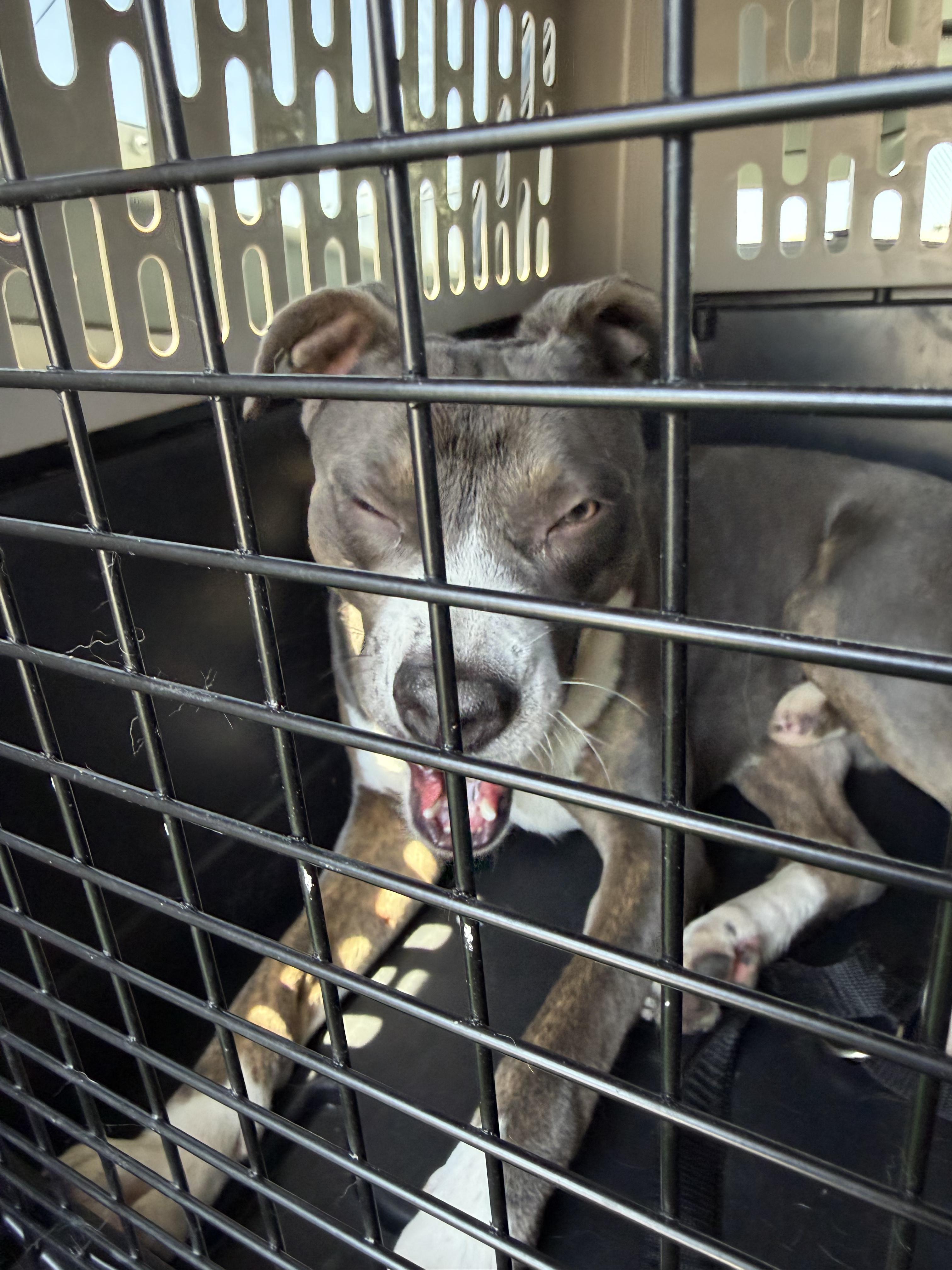 Enlarge Blue, an adopted American Bully in Frazier Park, CA image 2/2