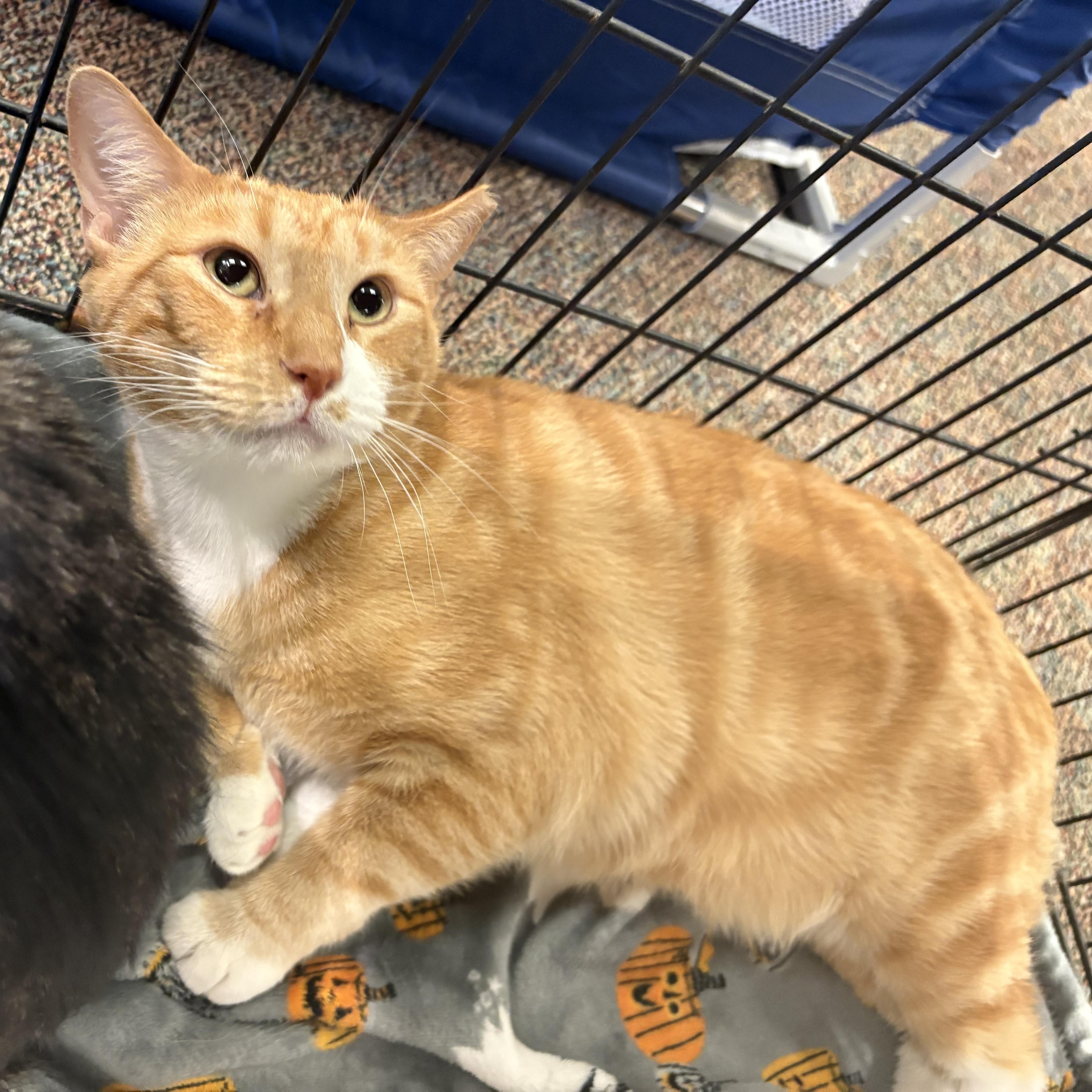 Lily, a Adoptable mixed breed in Youngstown, FL image 4/5