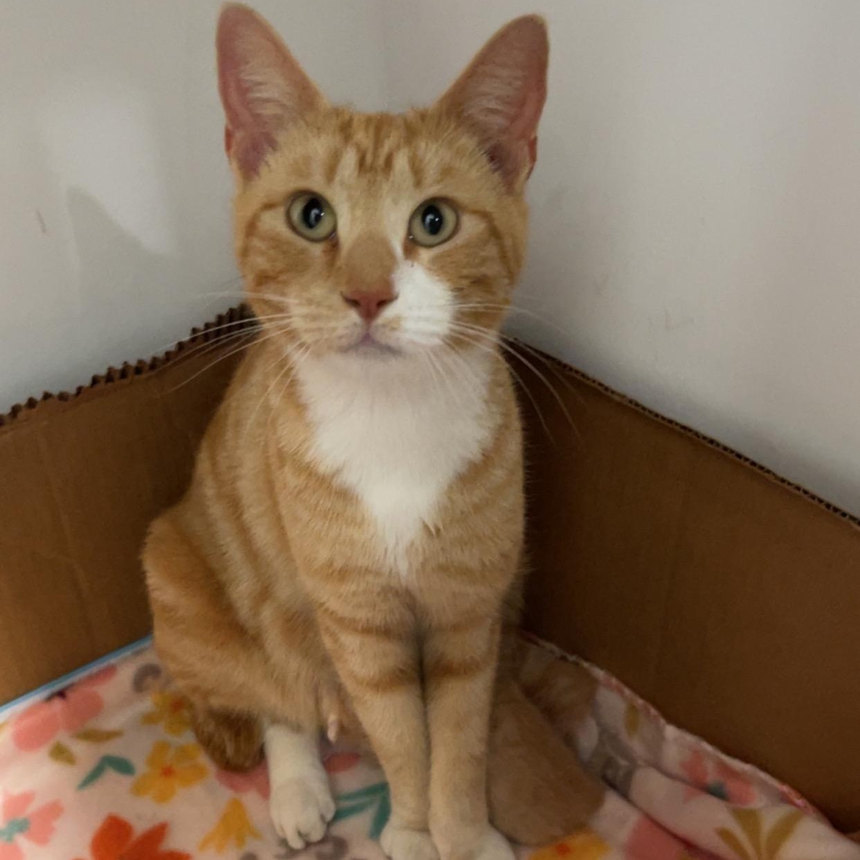 Lily, a Adoptable mixed breed in Youngstown, FL image 2/5