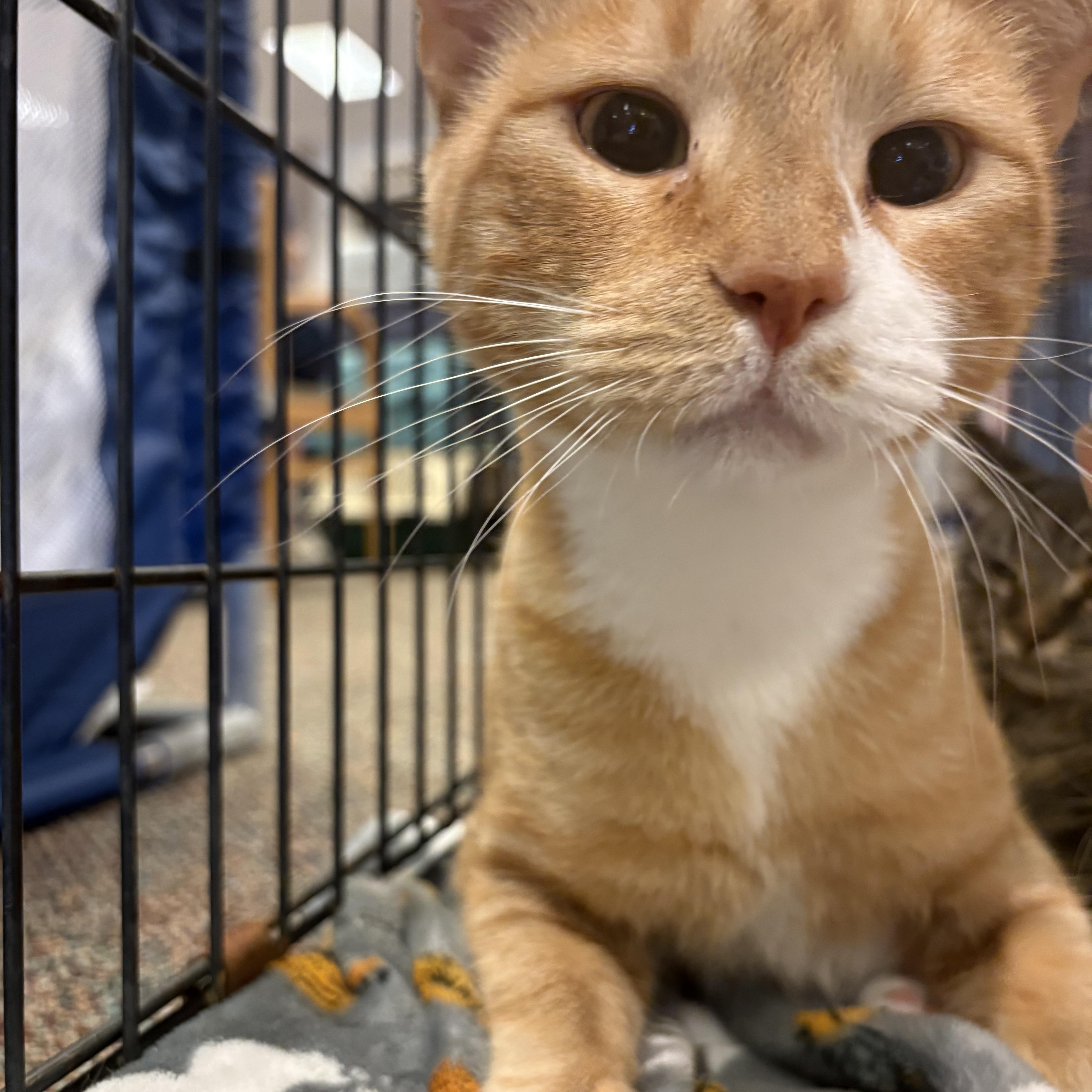 Lily, a Adoptable mixed breed in Youngstown, FL image 3/5