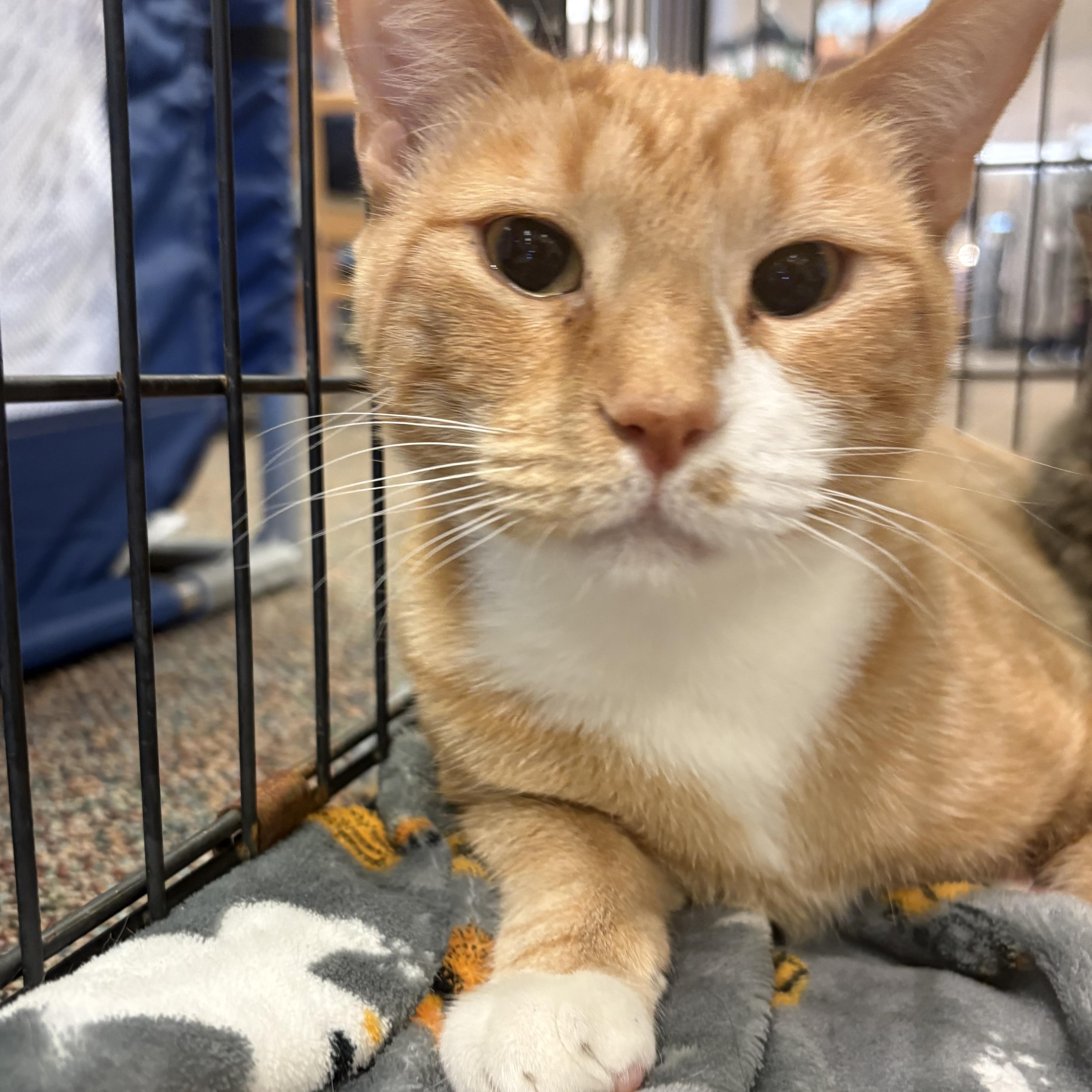 Lily, Adoptable, Young Female Domestic Medium Hair.