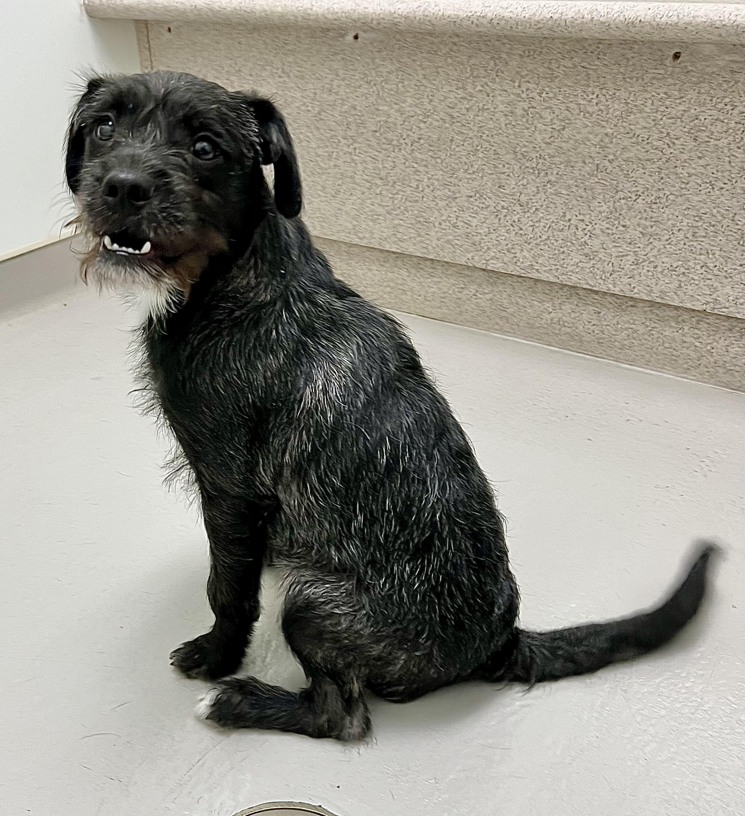 Enlarge Alfie, a ADOPTABLE mixed breed in Danville, IN image 4/4