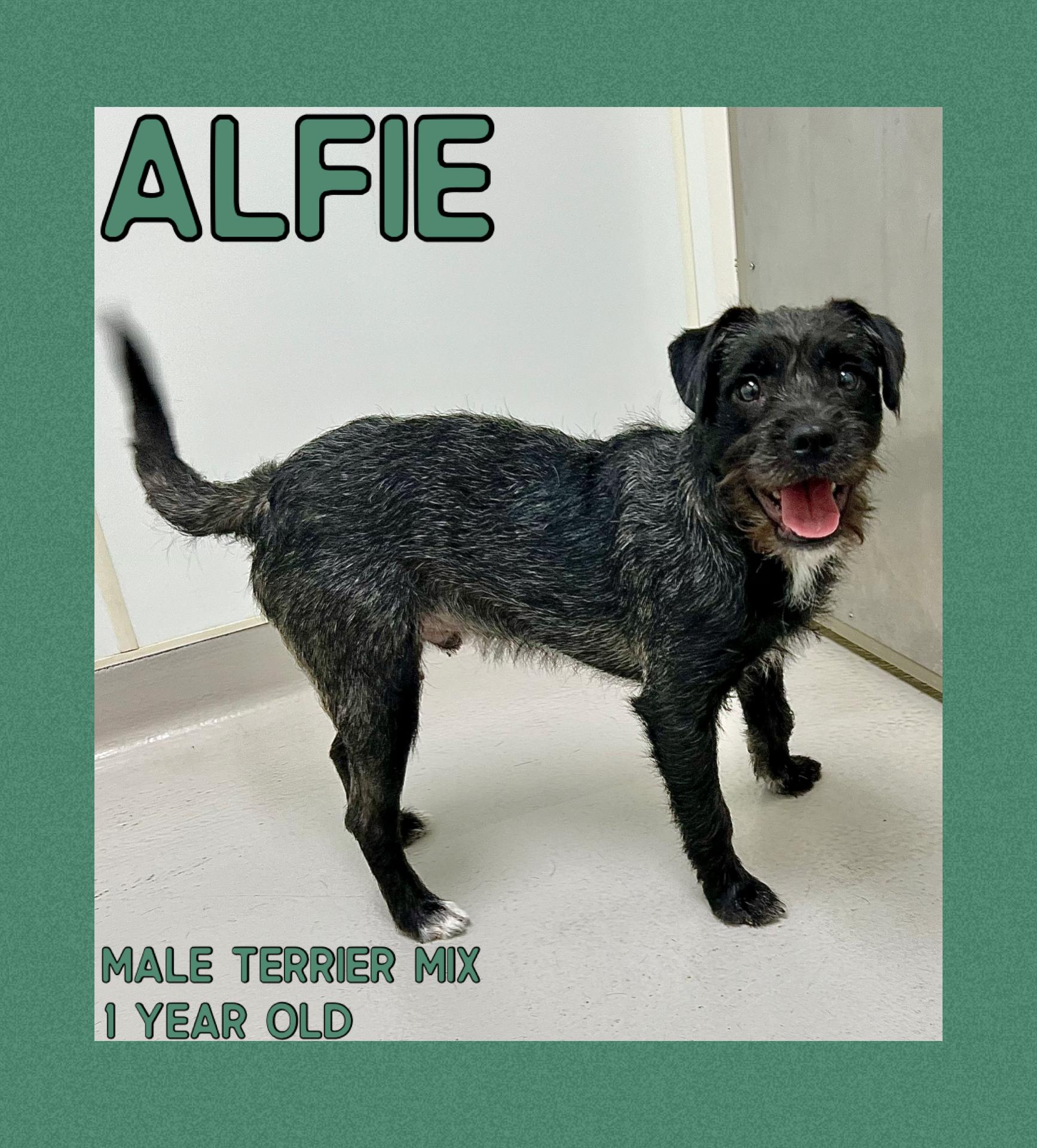 Enlarge Alfie, a ADOPTABLE mixed breed in Danville, IN image 1/4