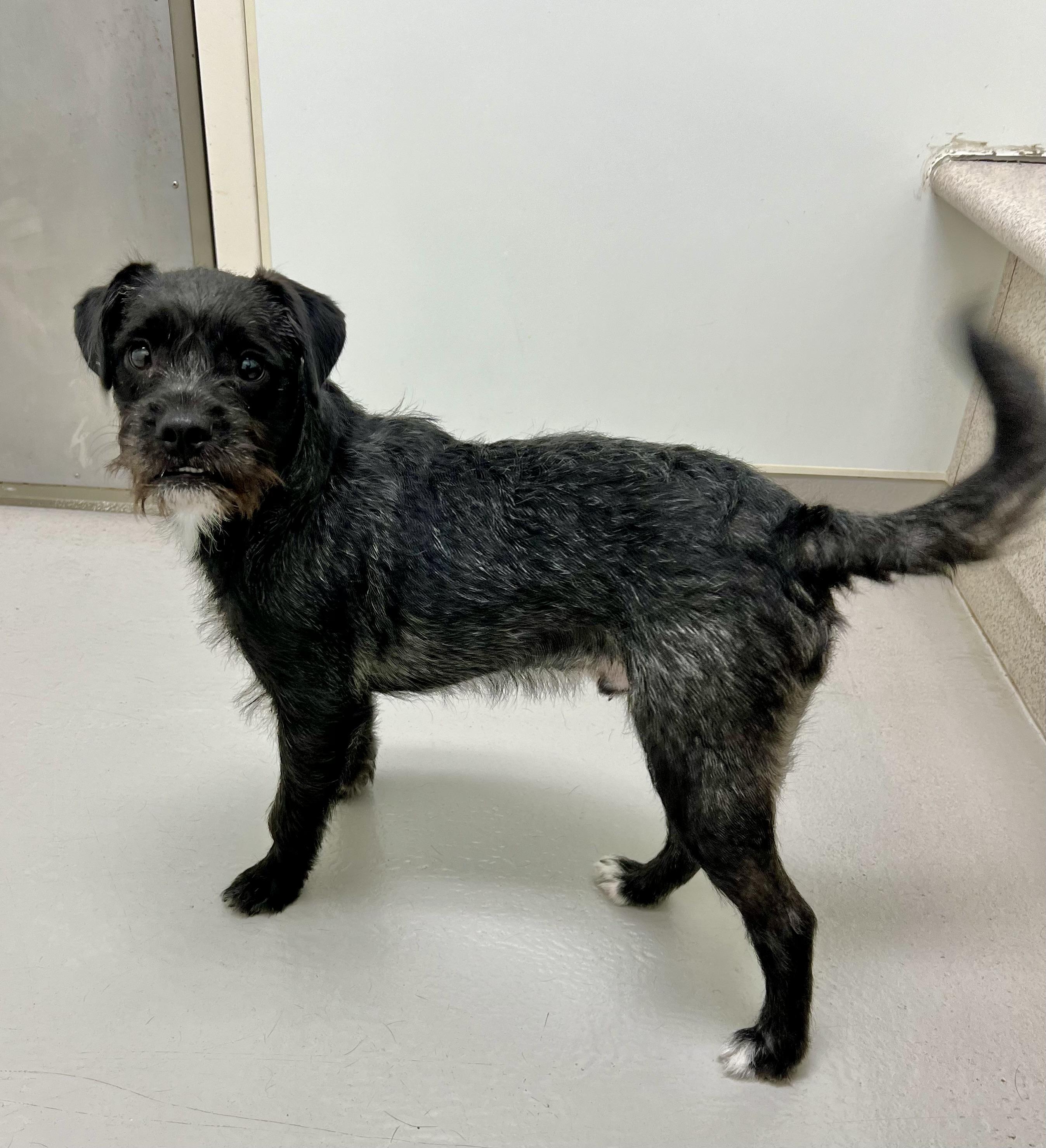 Enlarge Alfie, a ADOPTABLE mixed breed in Danville, IN image 3/4