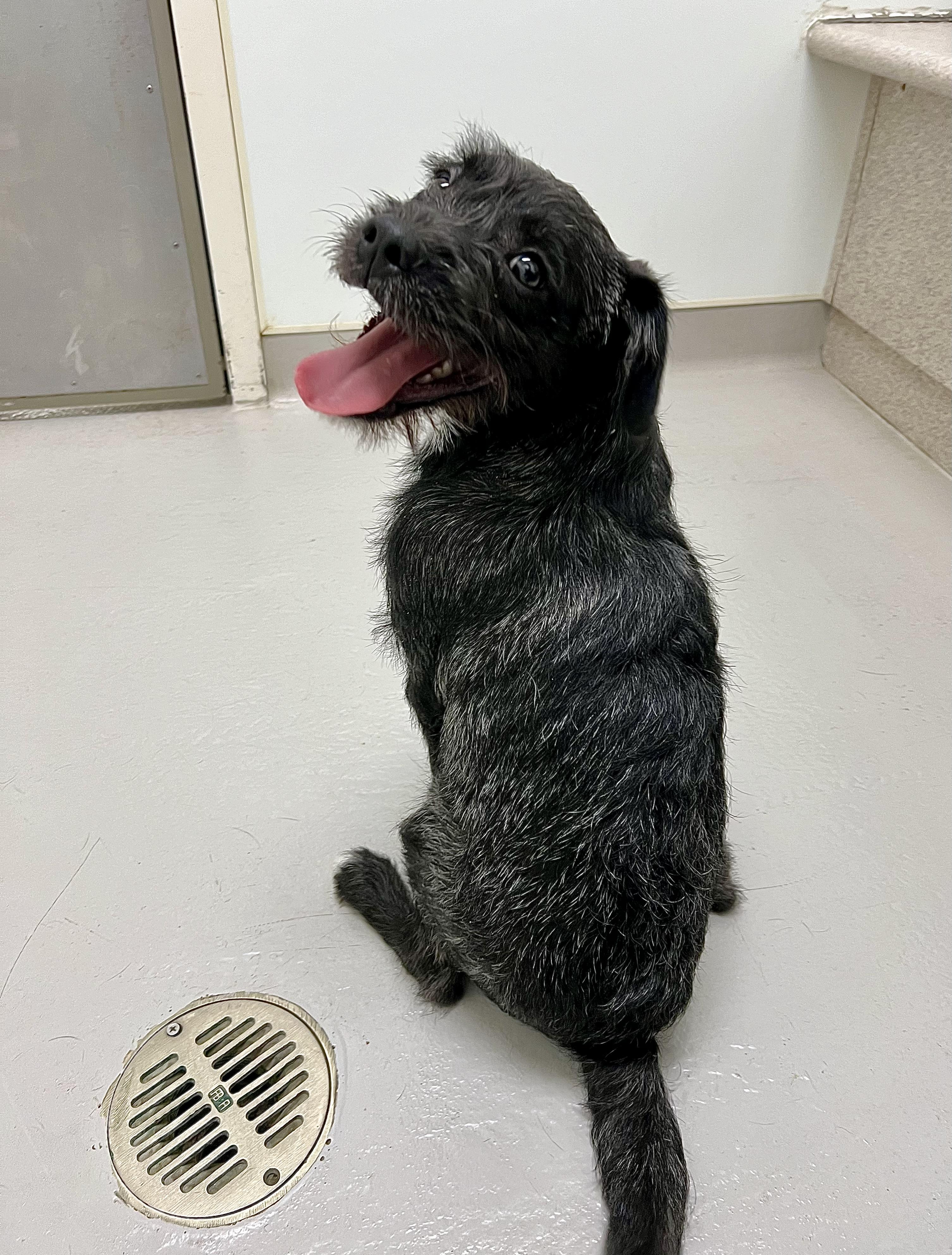 Enlarge Alfie, a ADOPTABLE mixed breed in Danville, IN image 2/4