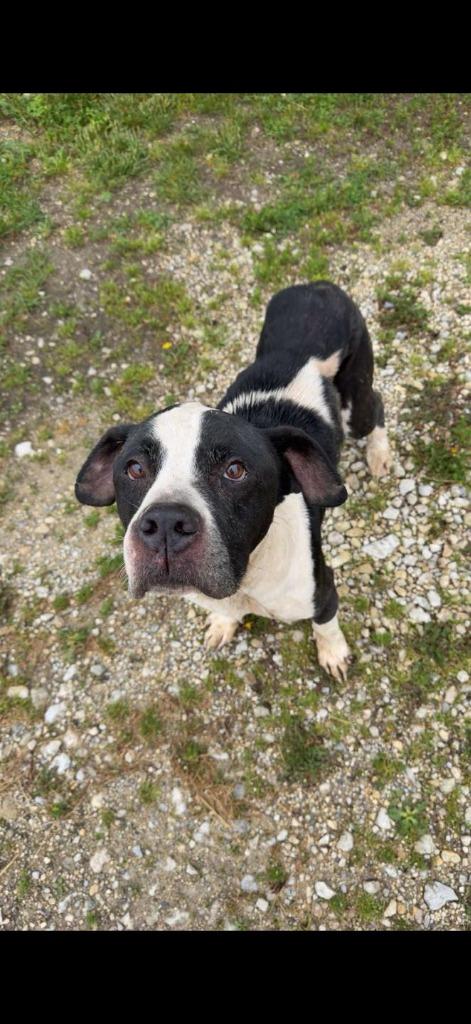 Ronin, Adoptable, Adult Male Pit Bull Terrier.