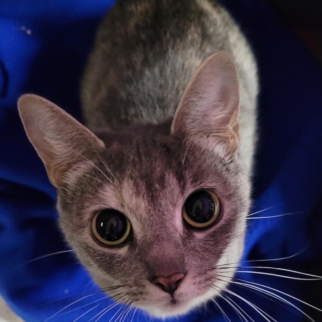 Enlarge Frannie, a Adoptable Domestic Short Hair in Coos Bay, OR image 1/1