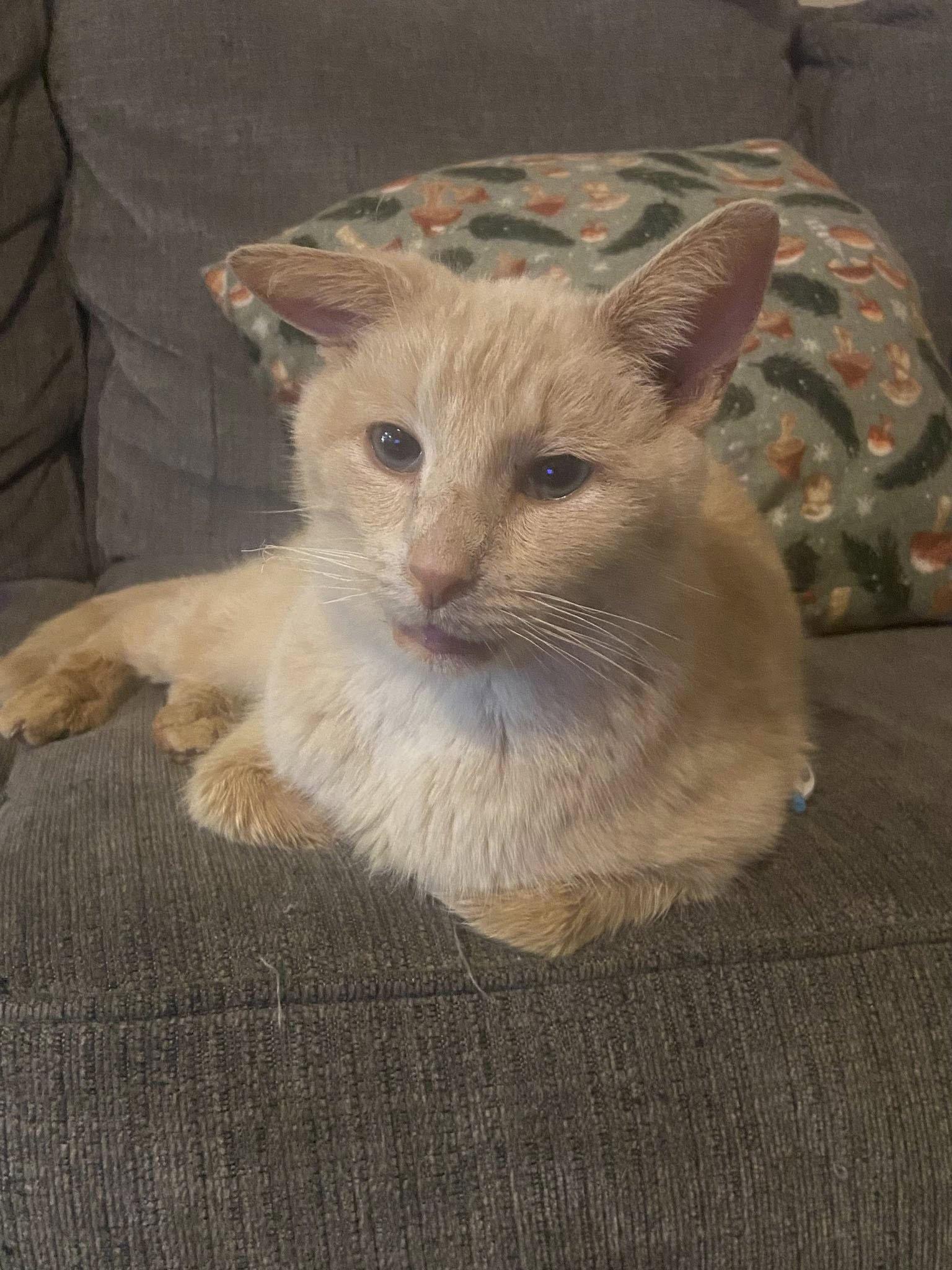 Honeybun, Adoptable, Senior Female Domestic Short Hair.