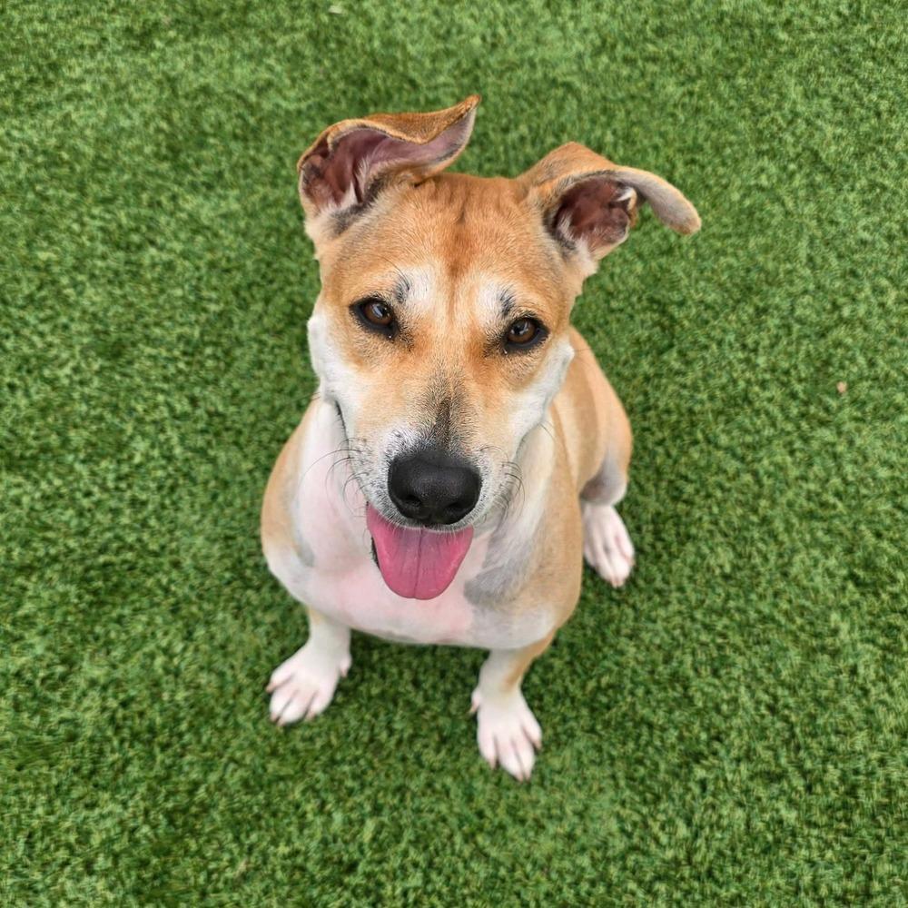 Pamela, Adoptable, Adult Female Black Mouth Cur & Labrador Retriever.