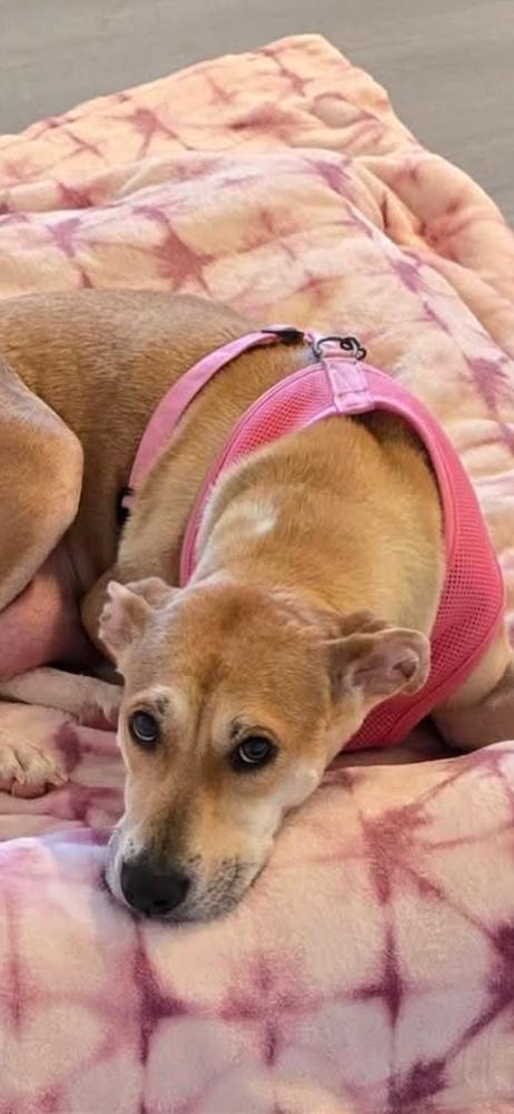 Pamela, a Adoptable mixed breed in Winter Garden, FL image 2/6