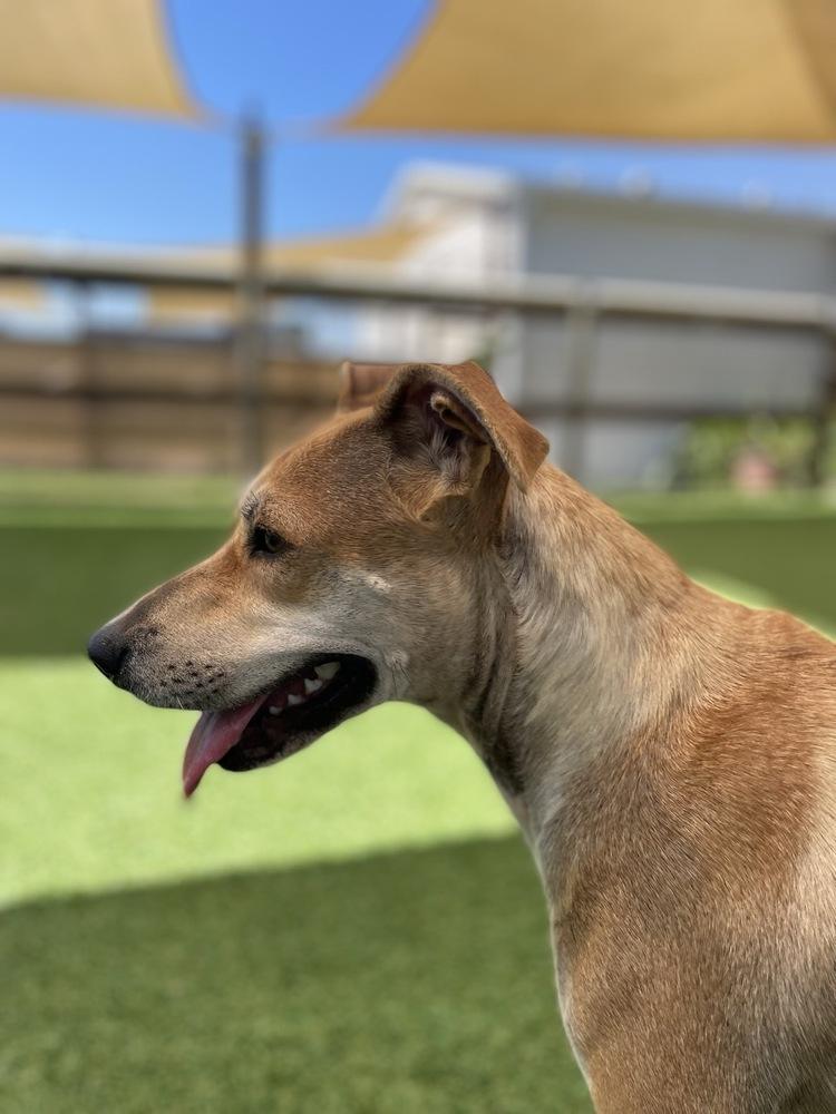Pamela, a Adoptable mixed breed in Winter Garden, FL image 3/6