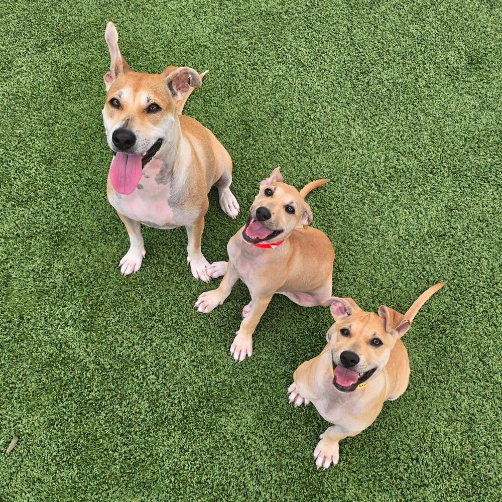 Pamela, a Adoptable mixed breed in Winter Garden, FL image 4/6