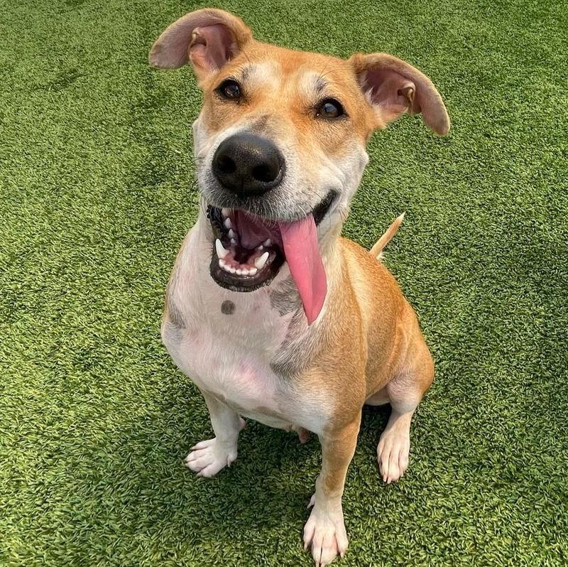 Pamela, a Adoptable mixed breed in Winter Garden, FL image 5/6