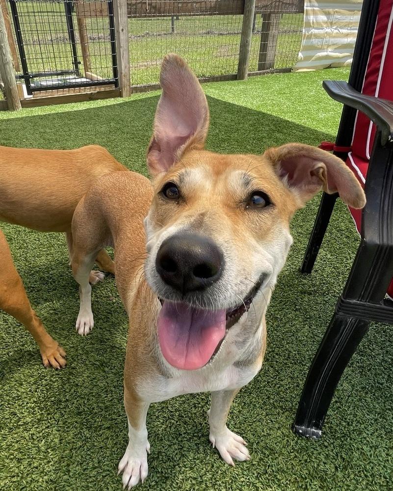 Pamela, a Adoptable mixed breed in Winter Garden, FL image 6/6
