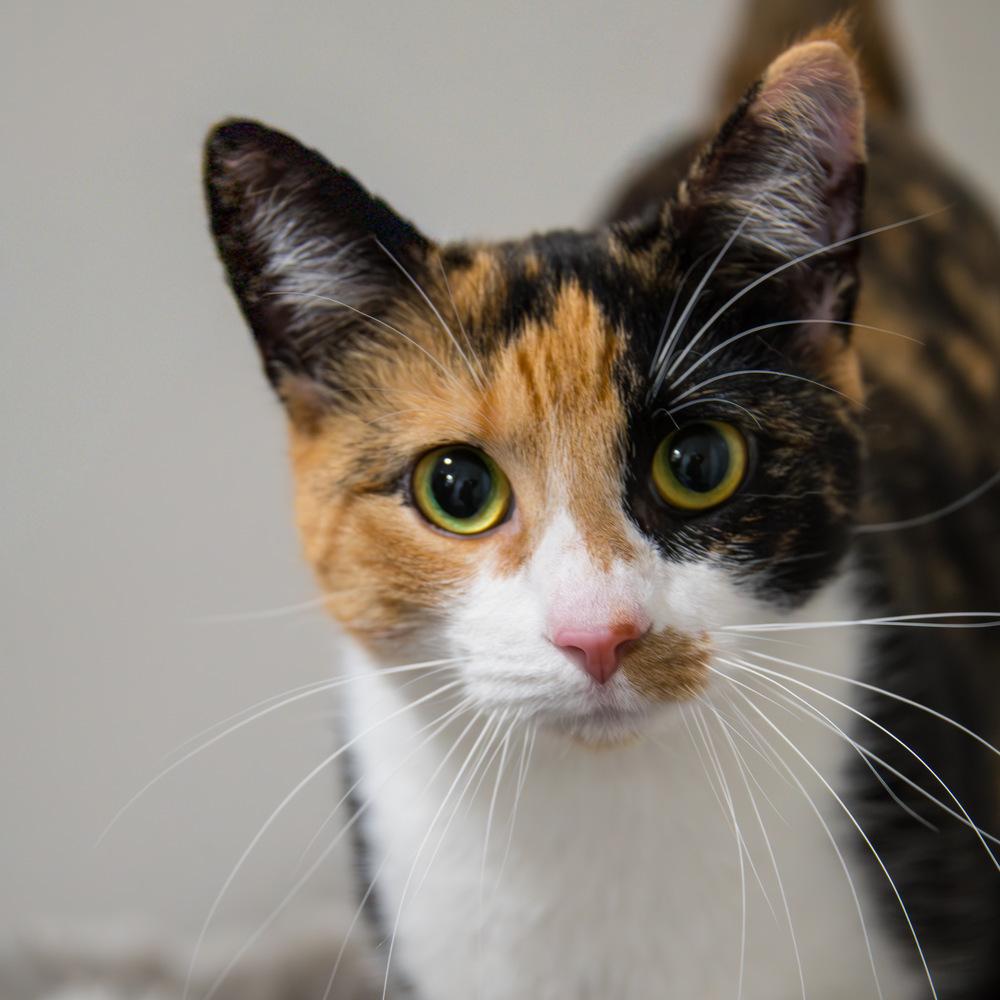 Autumn, a Adoptable Domestic Short Hair in Marietta, GA image 1/6