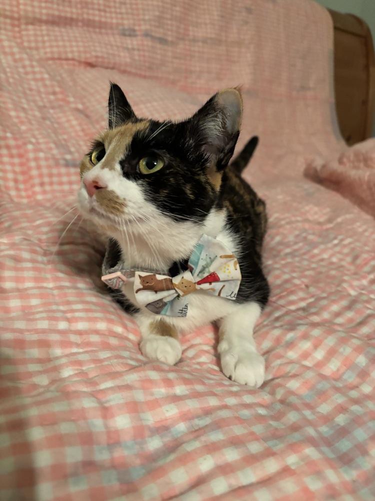 Autumn, a Adoptable Domestic Short Hair in Marietta, GA image 2/6