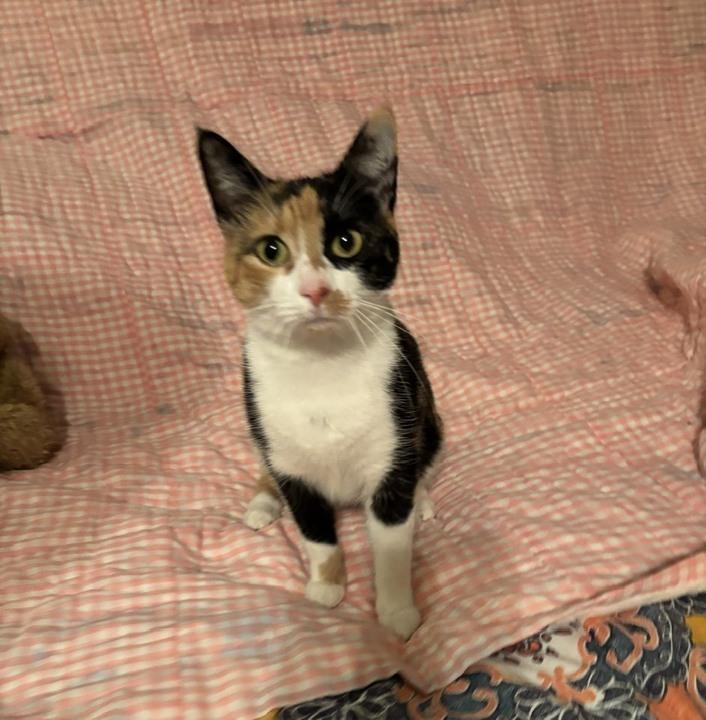 Autumn, a Adoptable Domestic Short Hair in Marietta, GA image 3/6