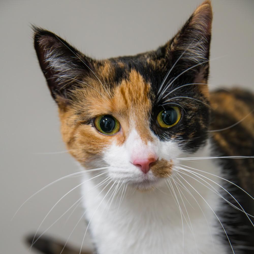 Autumn, a Adoptable Domestic Short Hair in Marietta, GA image 4/6