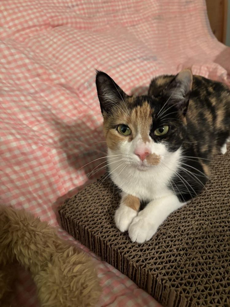 Autumn, a Adoptable Domestic Short Hair in Marietta, GA image 5/6