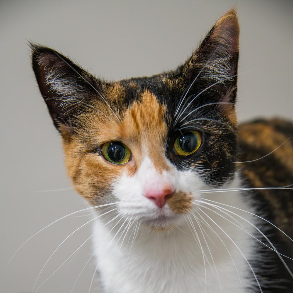 Autumn, a Adoptable Domestic Short Hair in Marietta, GA image 6/6