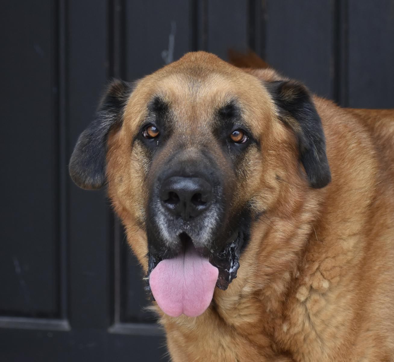 Enlarge Moose, a Adoptable mixed breed in Georgetown, TX image 1/3