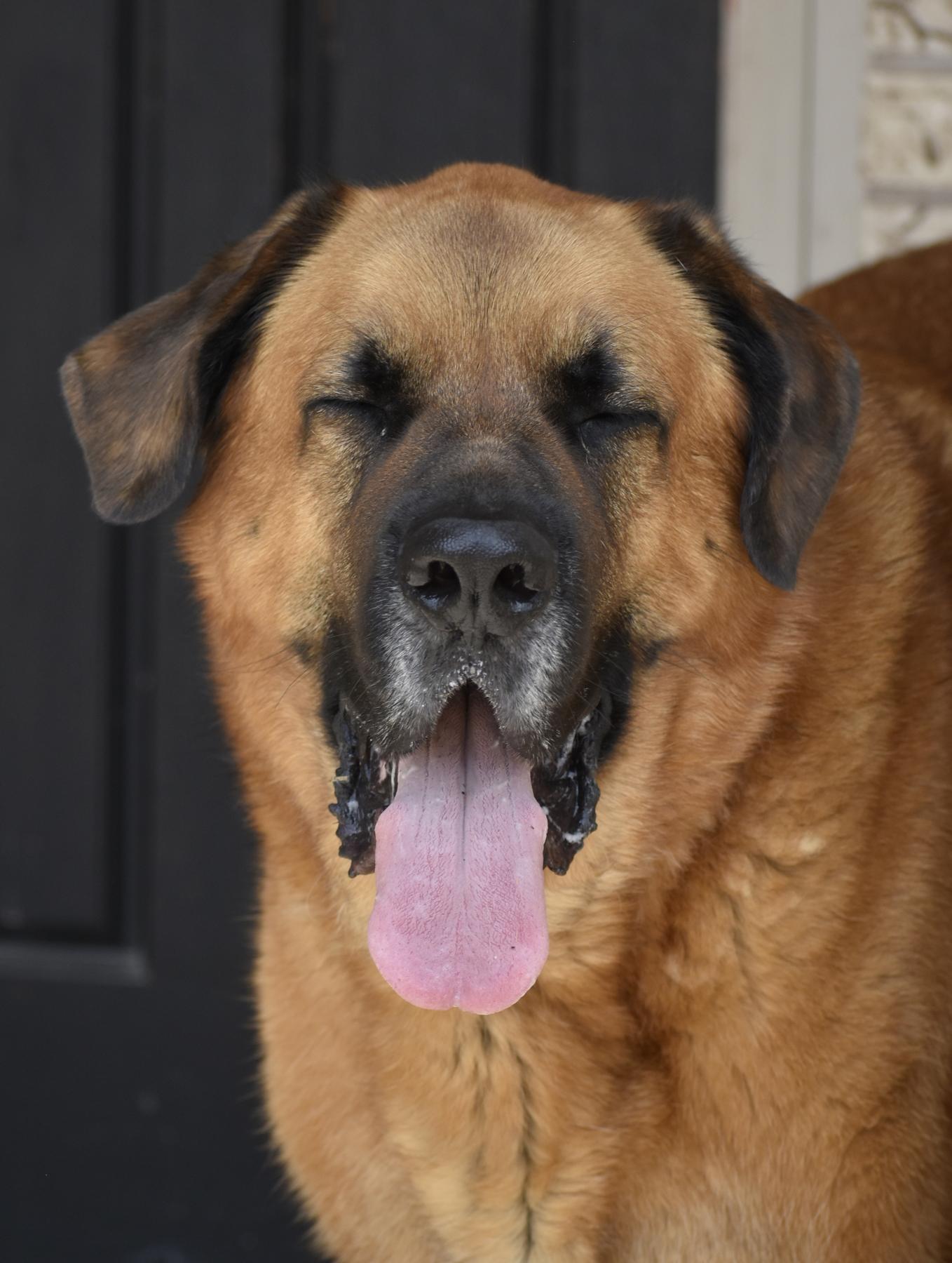 Enlarge Moose, a Adoptable mixed breed in Georgetown, TX image 2/3