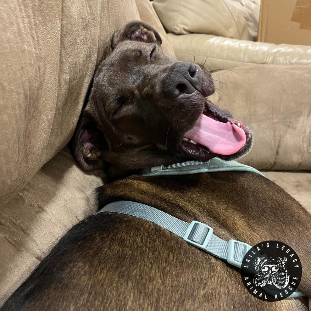 Jupiter, a Adoptable mixed breed in Washington, DC image 1/6