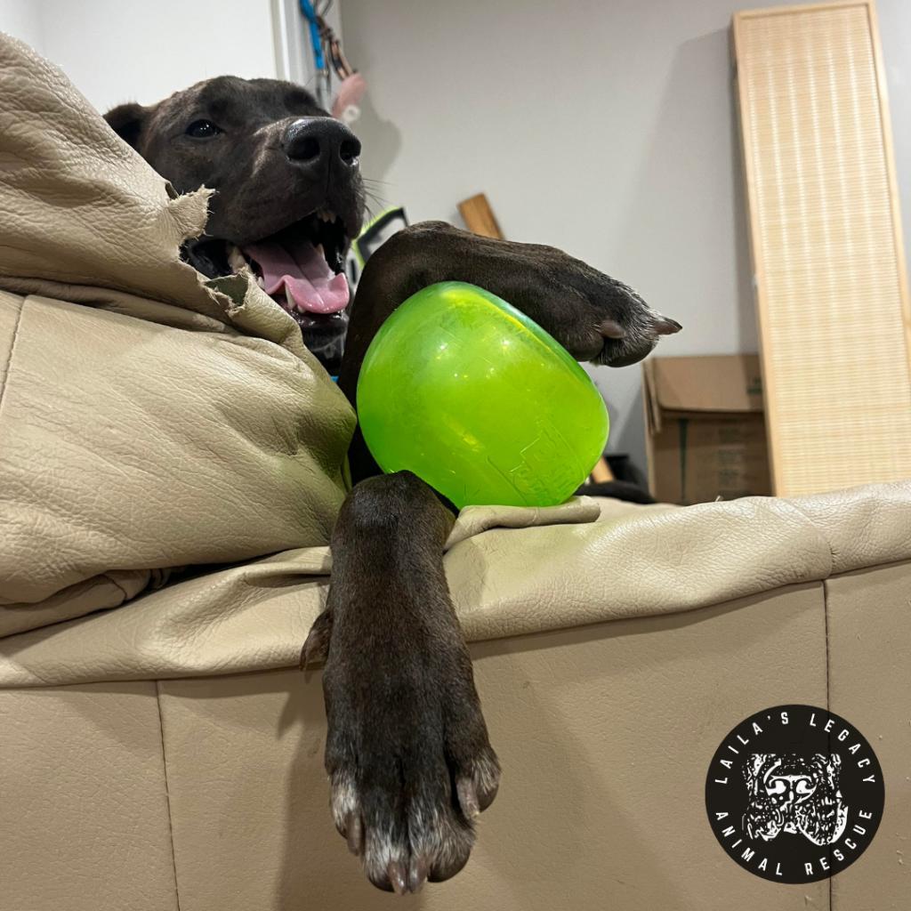 Jupiter, a Adoptable mixed breed in Washington, DC image 2/6