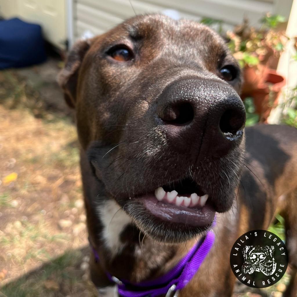 Jupiter, a Adoptable mixed breed in Washington, DC image 3/6