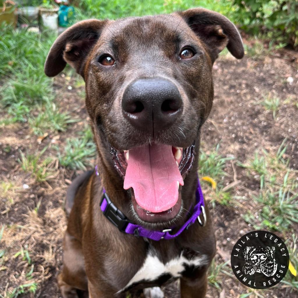 Jupiter, a Adoptable mixed breed in Washington, DC image 4/6