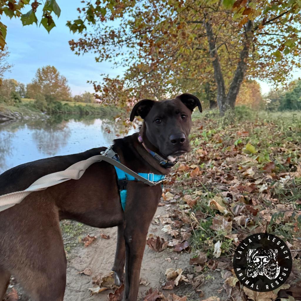 Jupiter, a Adoptable mixed breed in Washington, DC image 5/6