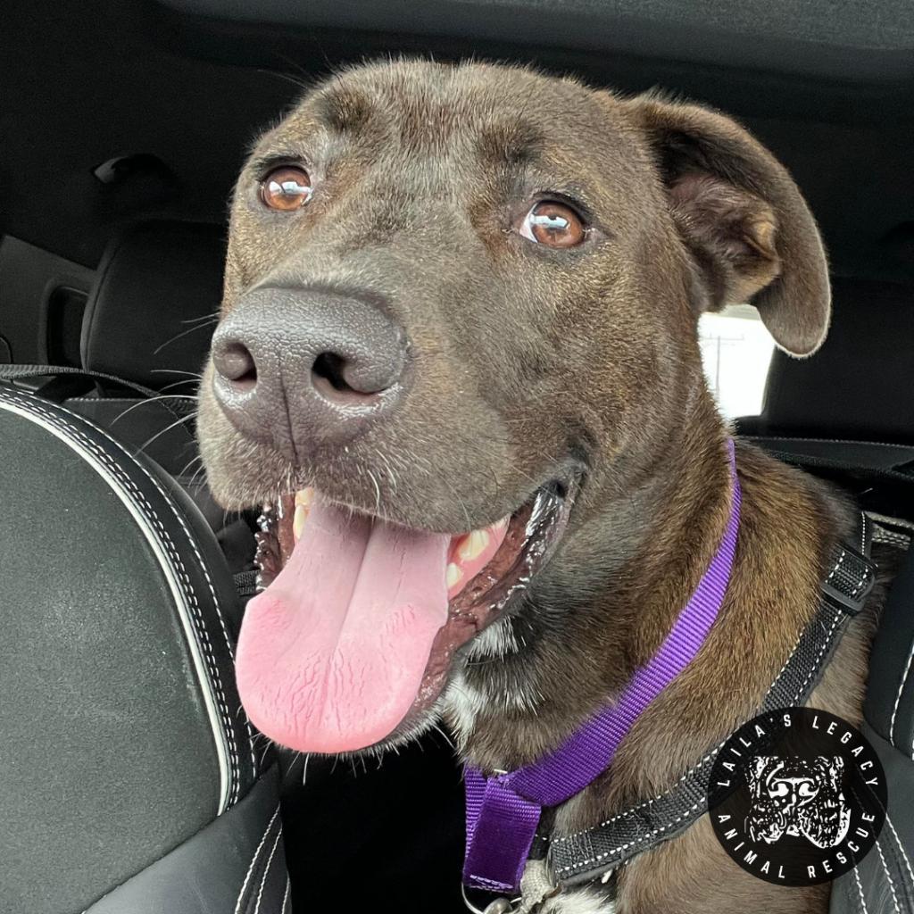 Jupiter, a Adoptable mixed breed in Washington, DC image 6/6