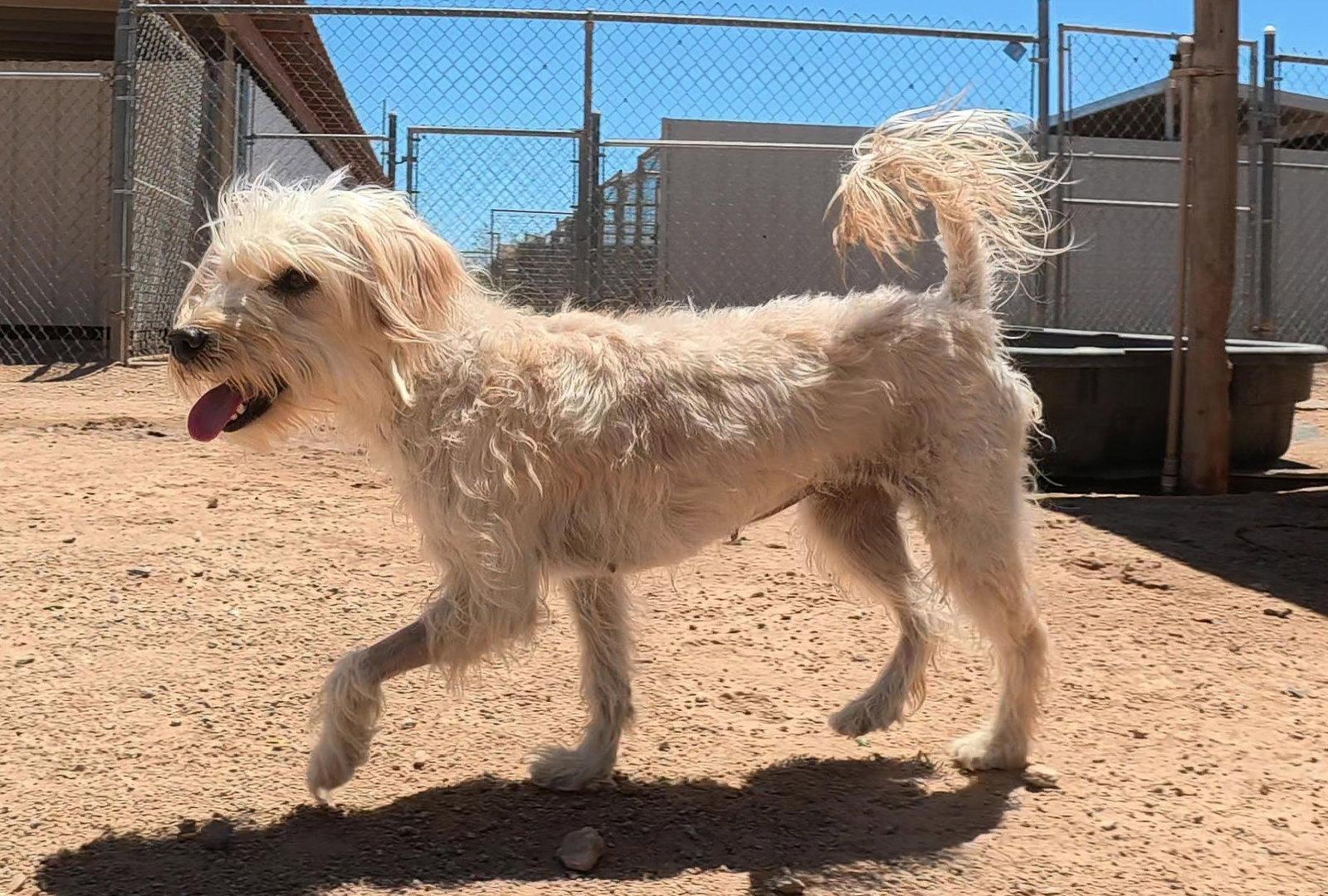 Ginger, Adoptable, Adult Female Terrier.