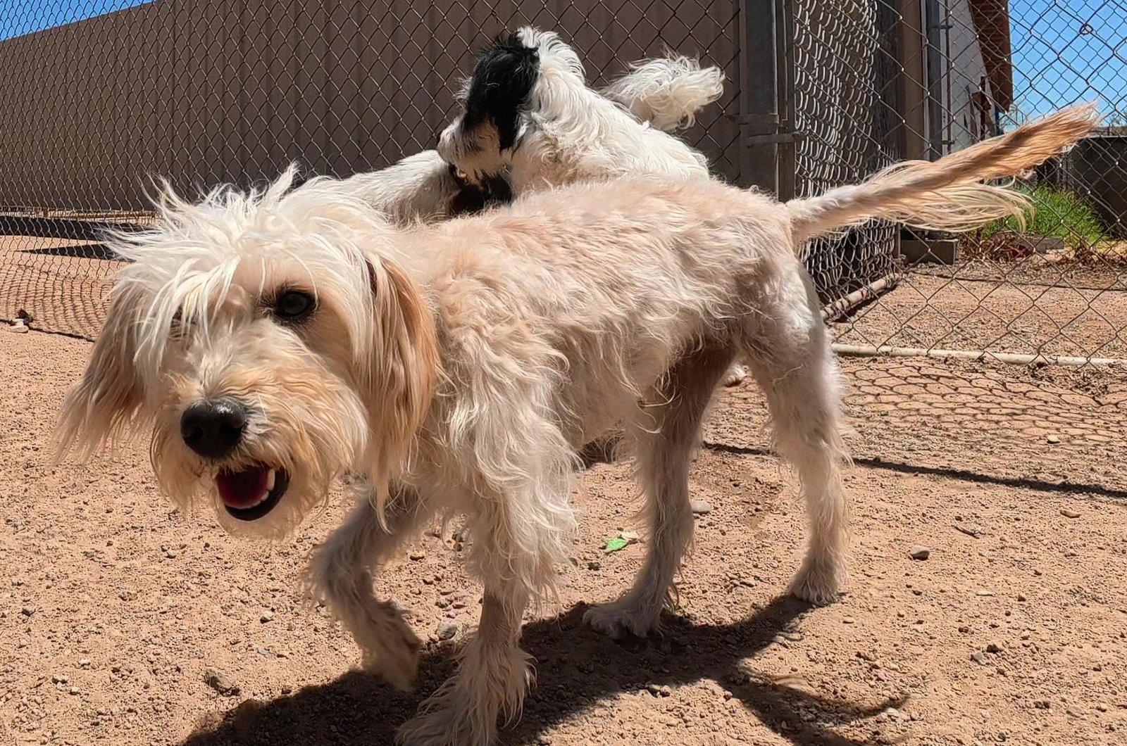 Ginger, a Adoptable Terrier in Queen Creek, AZ image 2/3