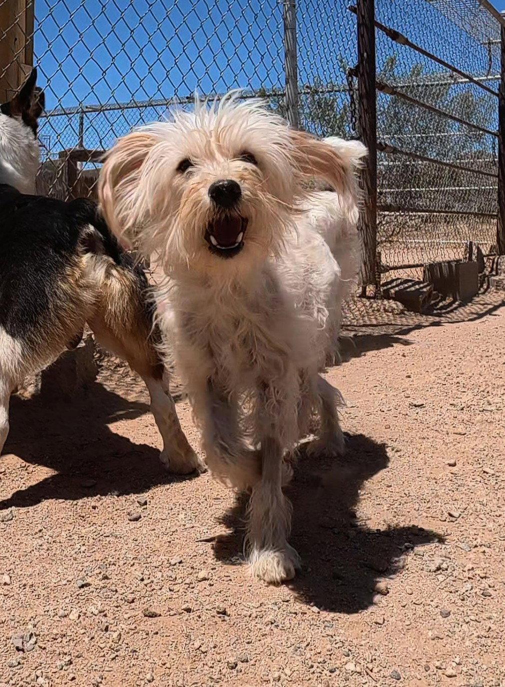 Ginger, a Adoptable Terrier in Queen Creek, AZ image 3/3