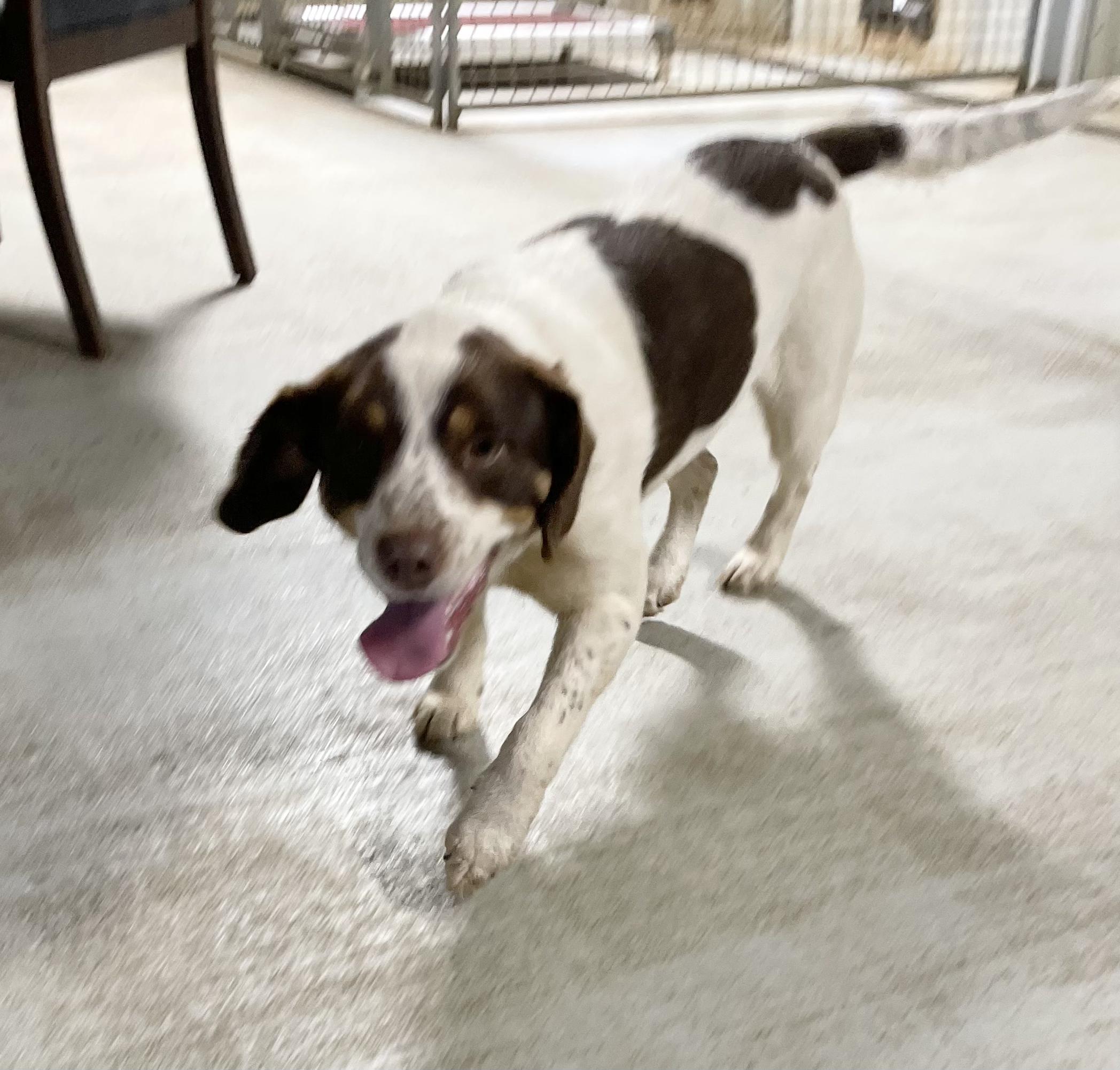 JENNY, a Adopted mixed breed in Headland, AL image 3/3