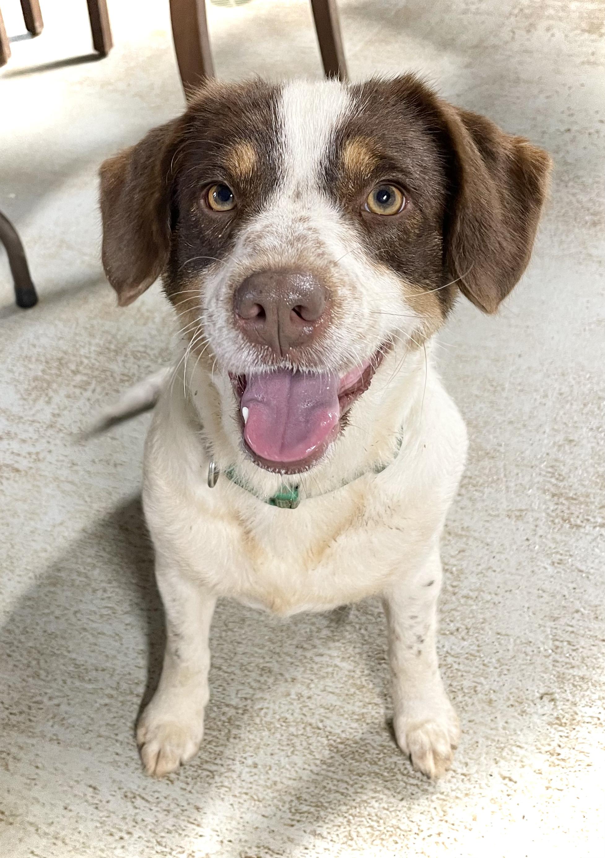 JENNY, a Adopted mixed breed in Headland, AL image 1/3