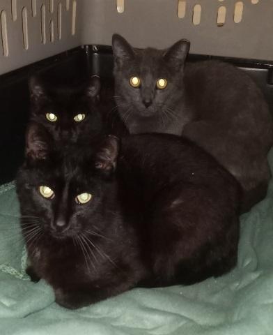 Enlarge Panthro (& Jaga) URGENT - FOSTER NEEDED!, a Adoptable mixed breed in Cookeville, TN image 2/2