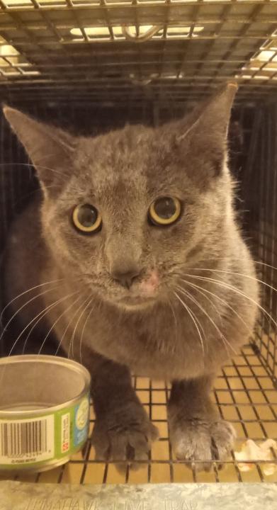 Panthro (& Jaga) URGENT - FOSTER NEEDED!