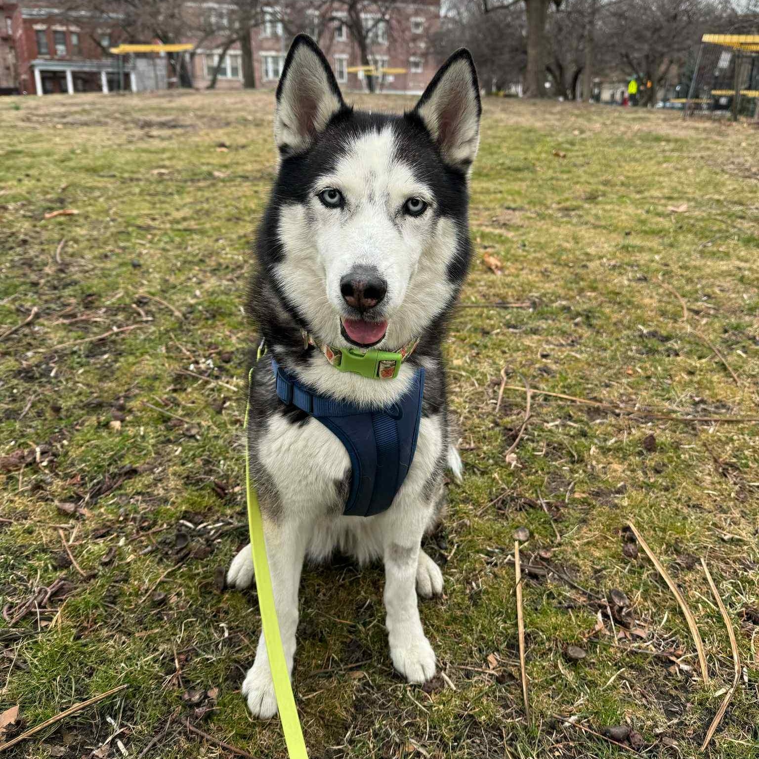 Enlarge Layla, a Adoptable Siberian Husky in Wilmington, DE image 4/6