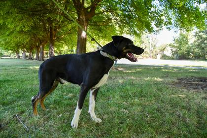 Cooper, Adoptable, Adult Male German Shepherd Dog & Border Collie.