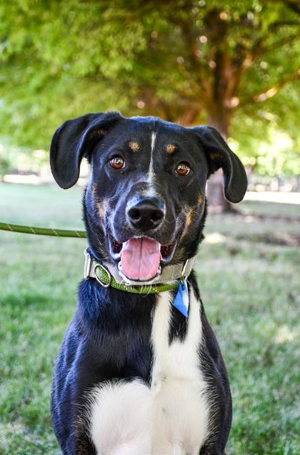 Cooper, a Adoptable mixed breed in Yakima, WA image 2/3