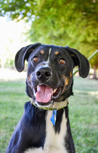 Cooper, a Adoptable mixed breed in Yakima, WA image 3/3