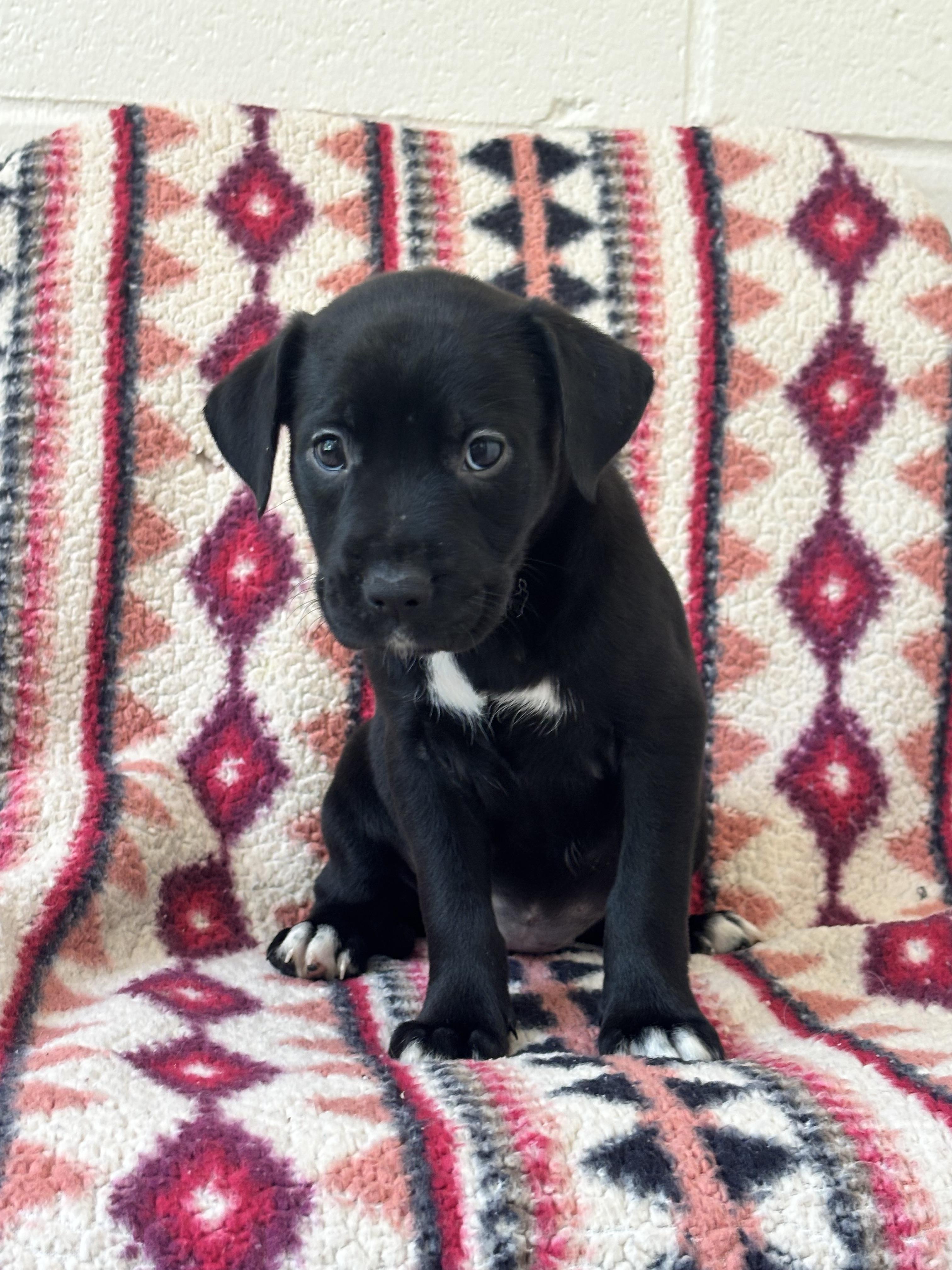 Olivia, an adopted mixed breed in Collierville, TN image 3/3