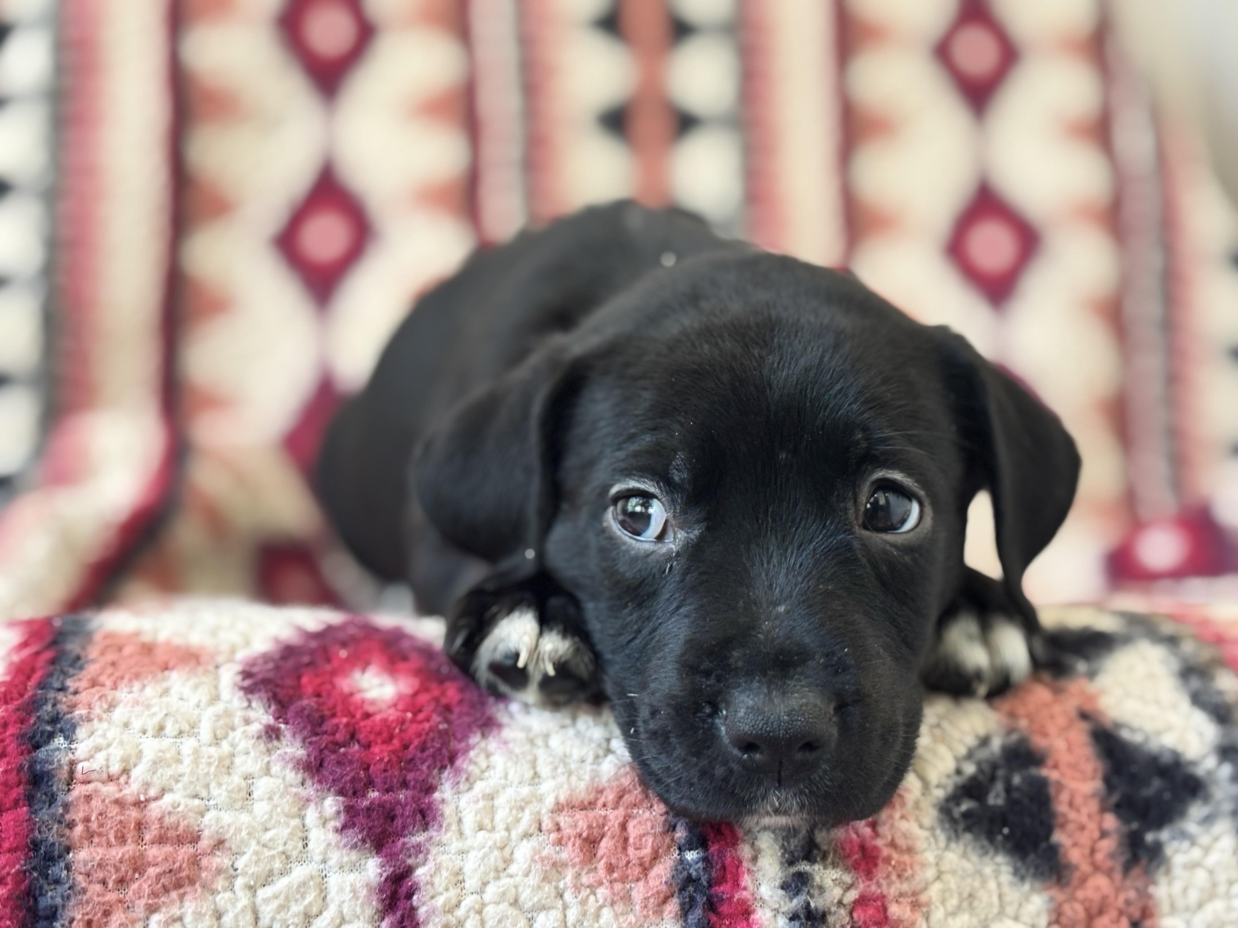 Olivia, an adopted mixed breed in Collierville, TN image 2/3