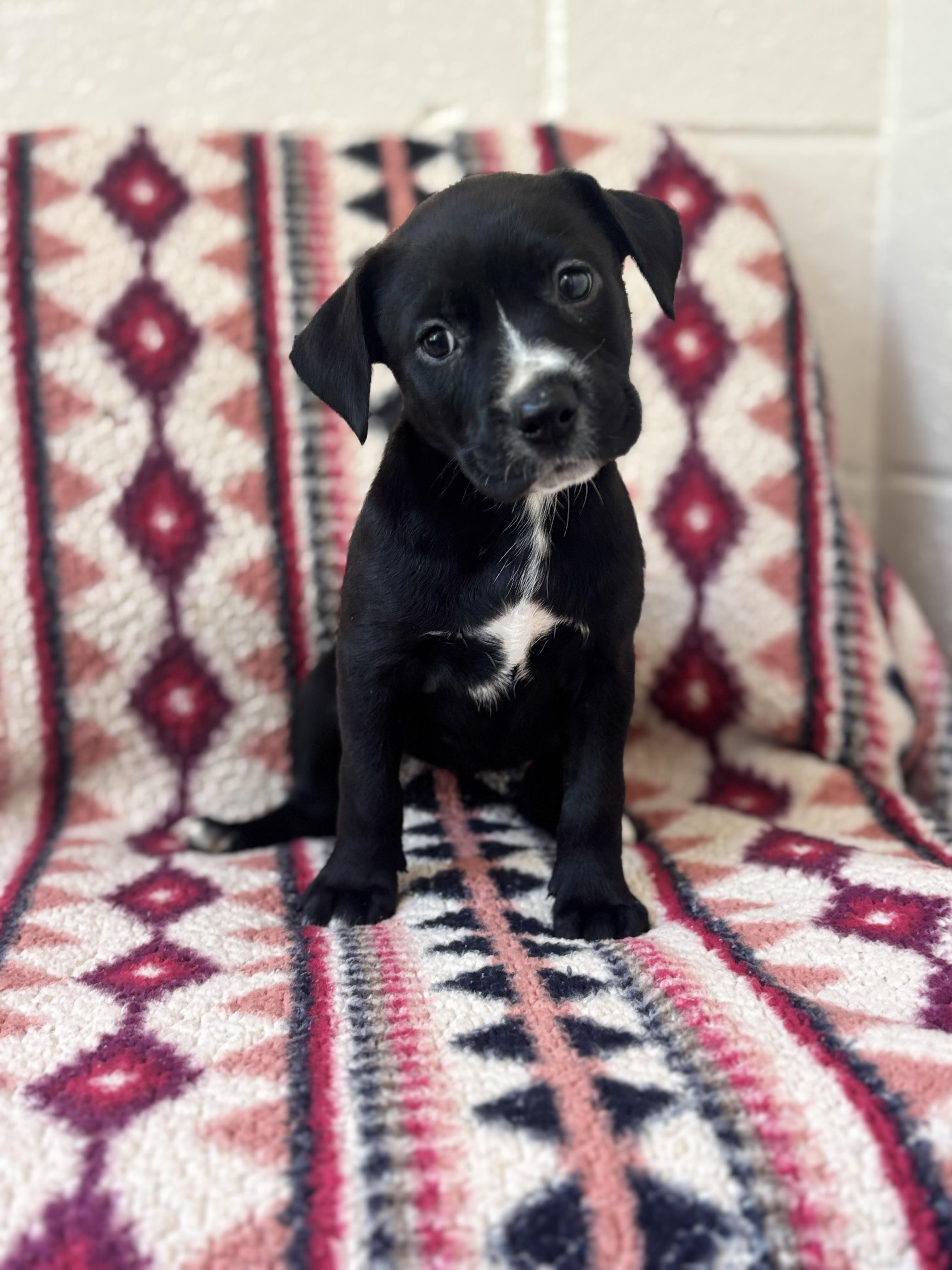 Olivia, adopted, Puppy Male Pit Bull Terrier & Boxer.