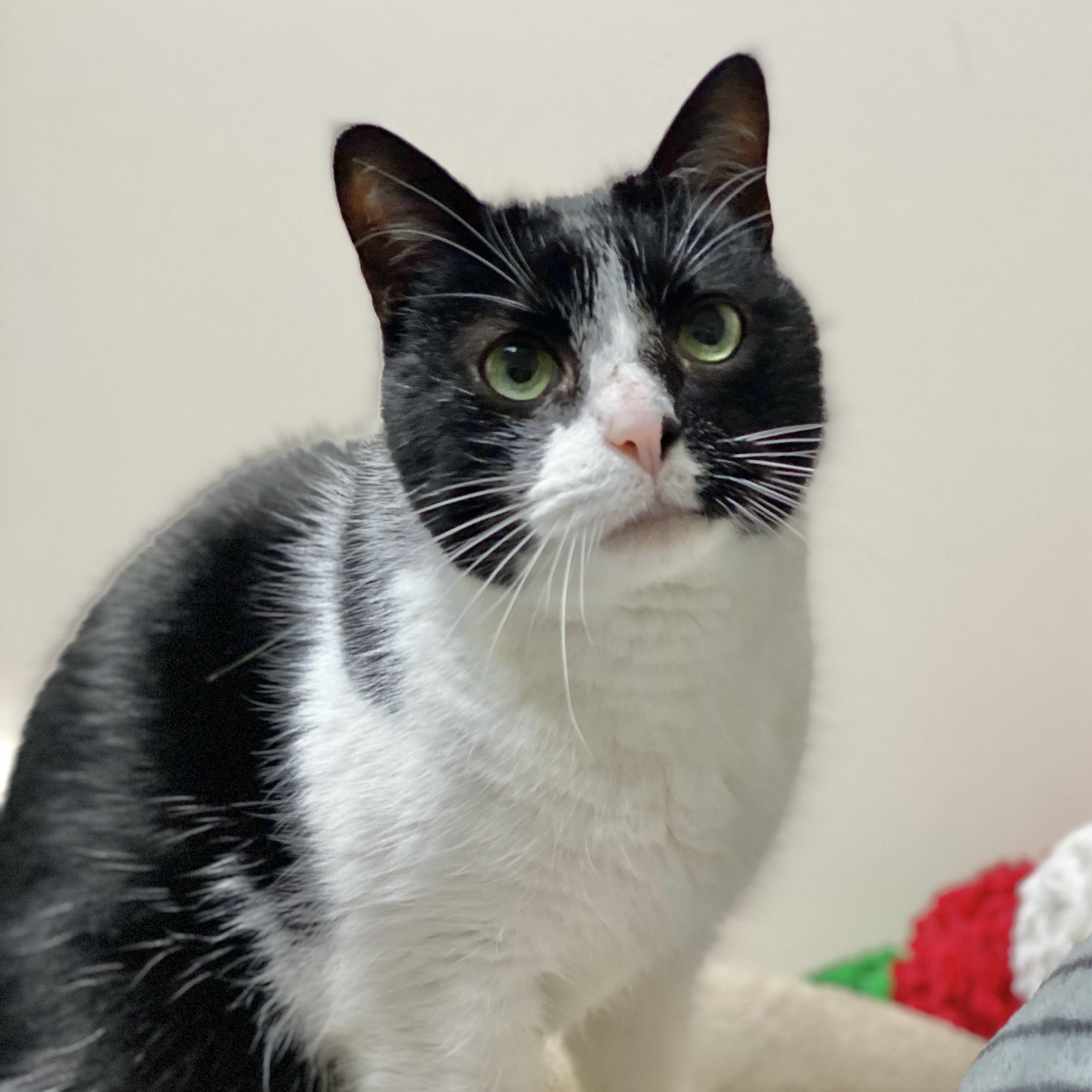 Shelby, a Adoptable Domestic Short Hair in Collierville, TN image 5/6