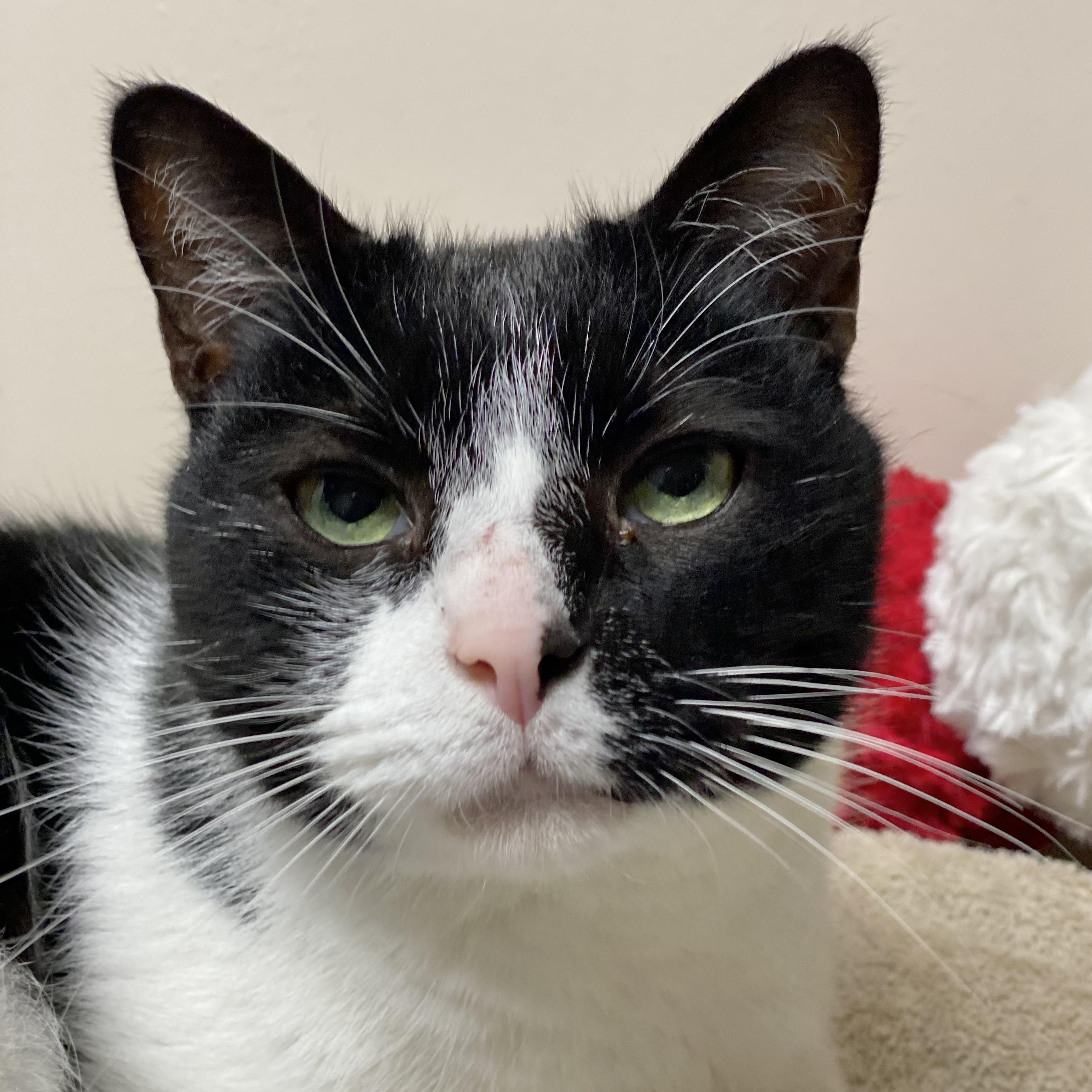 Shelby, a Adoptable Domestic Short Hair in Collierville, TN image 1/6