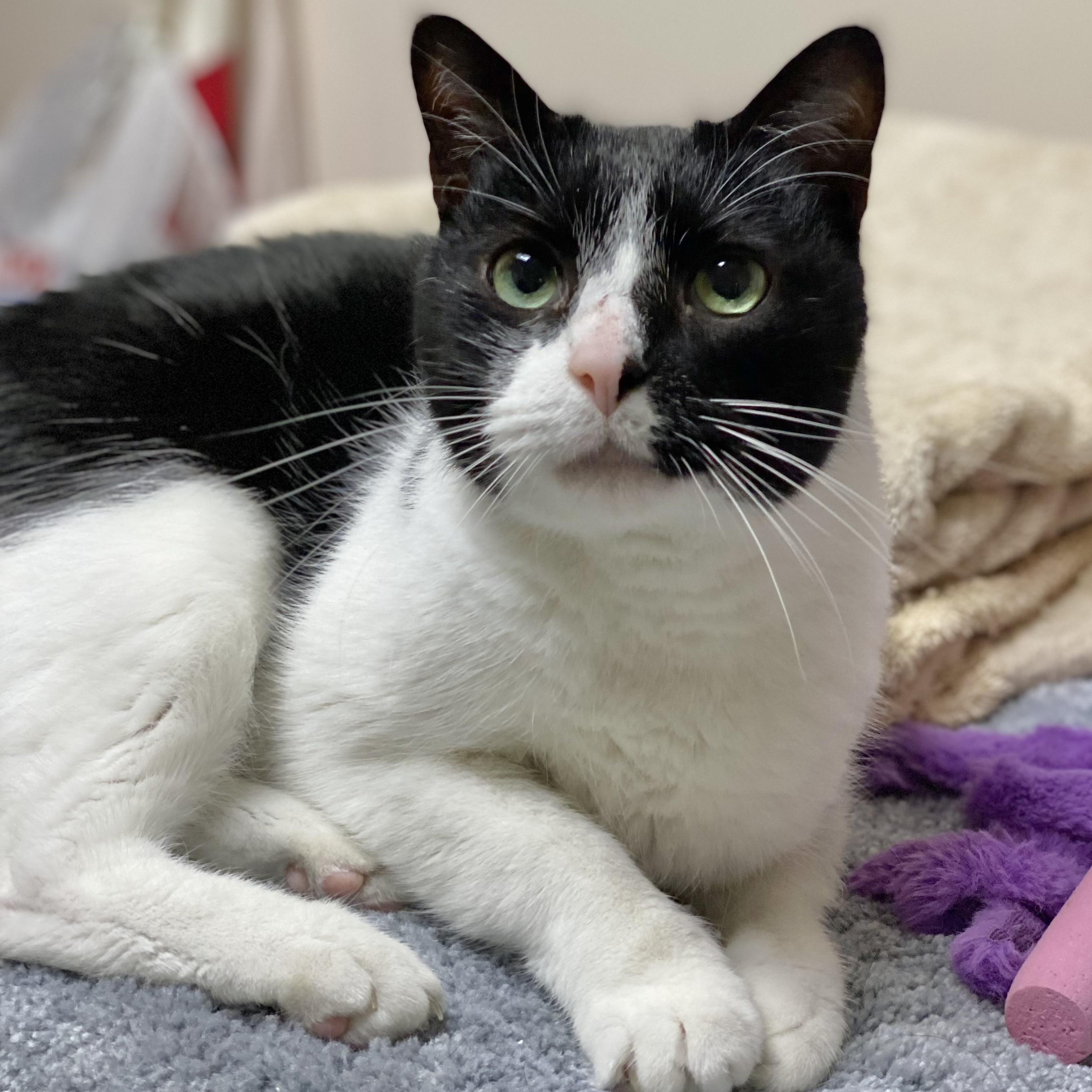 Shelby, a Adoptable Domestic Short Hair in Collierville, TN image 6/6