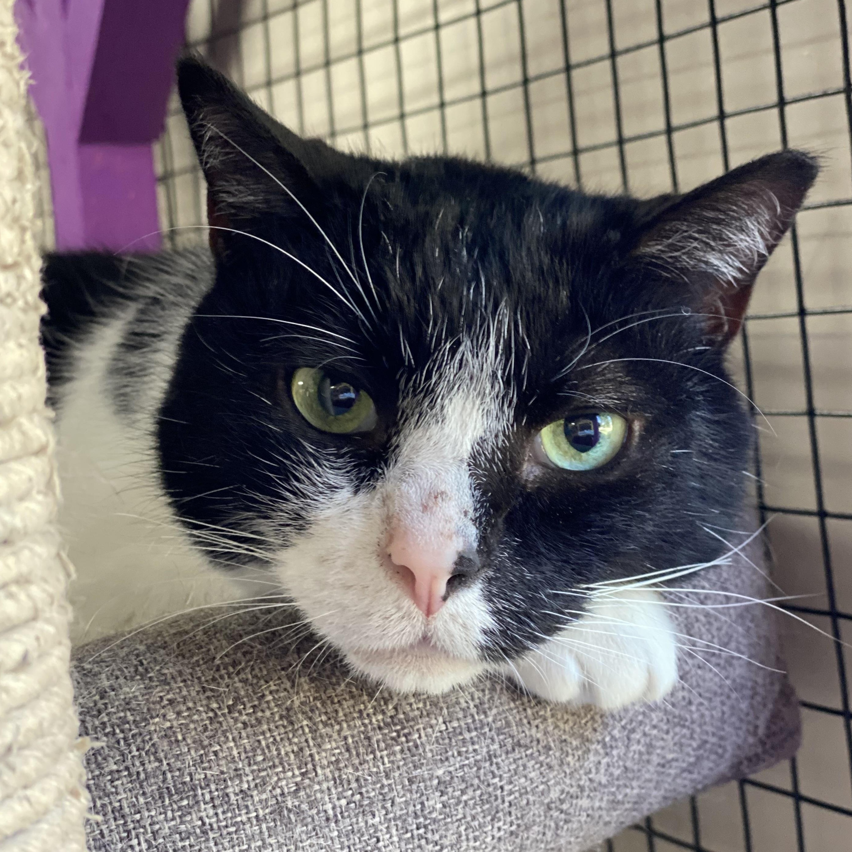 Shelby, Adoptable, Senior Male Domestic Short Hair.